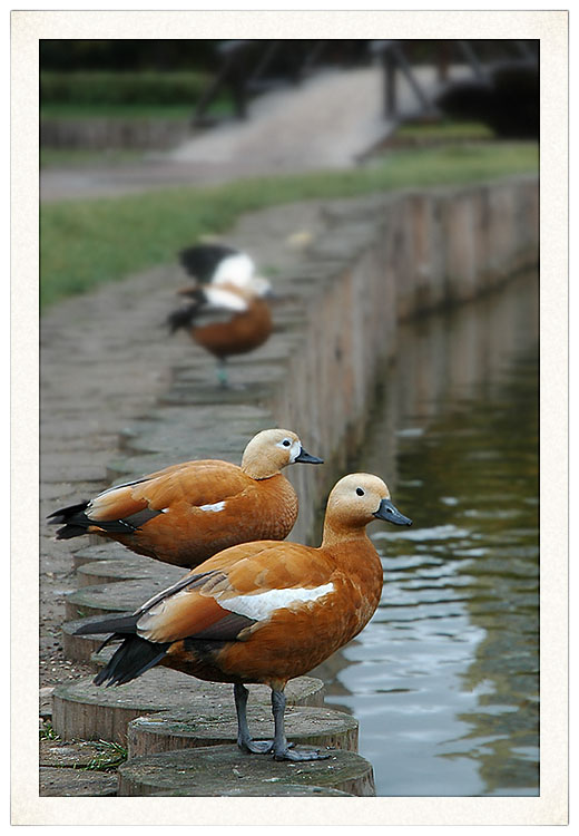 Travelling Birds